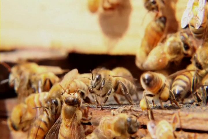 巣箱に集うミツバチたち