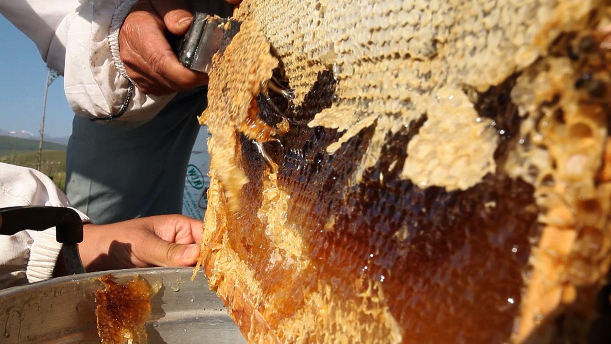 蜜蓋を切ると滴り落ちる完熟蜜——ミツバチが酵素を仕込みながら熟成させた、巣の中のはちみつ