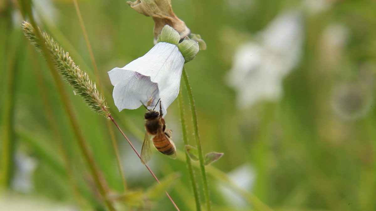 タンスンの花に潜り込んで蜜を集めるミツバチ