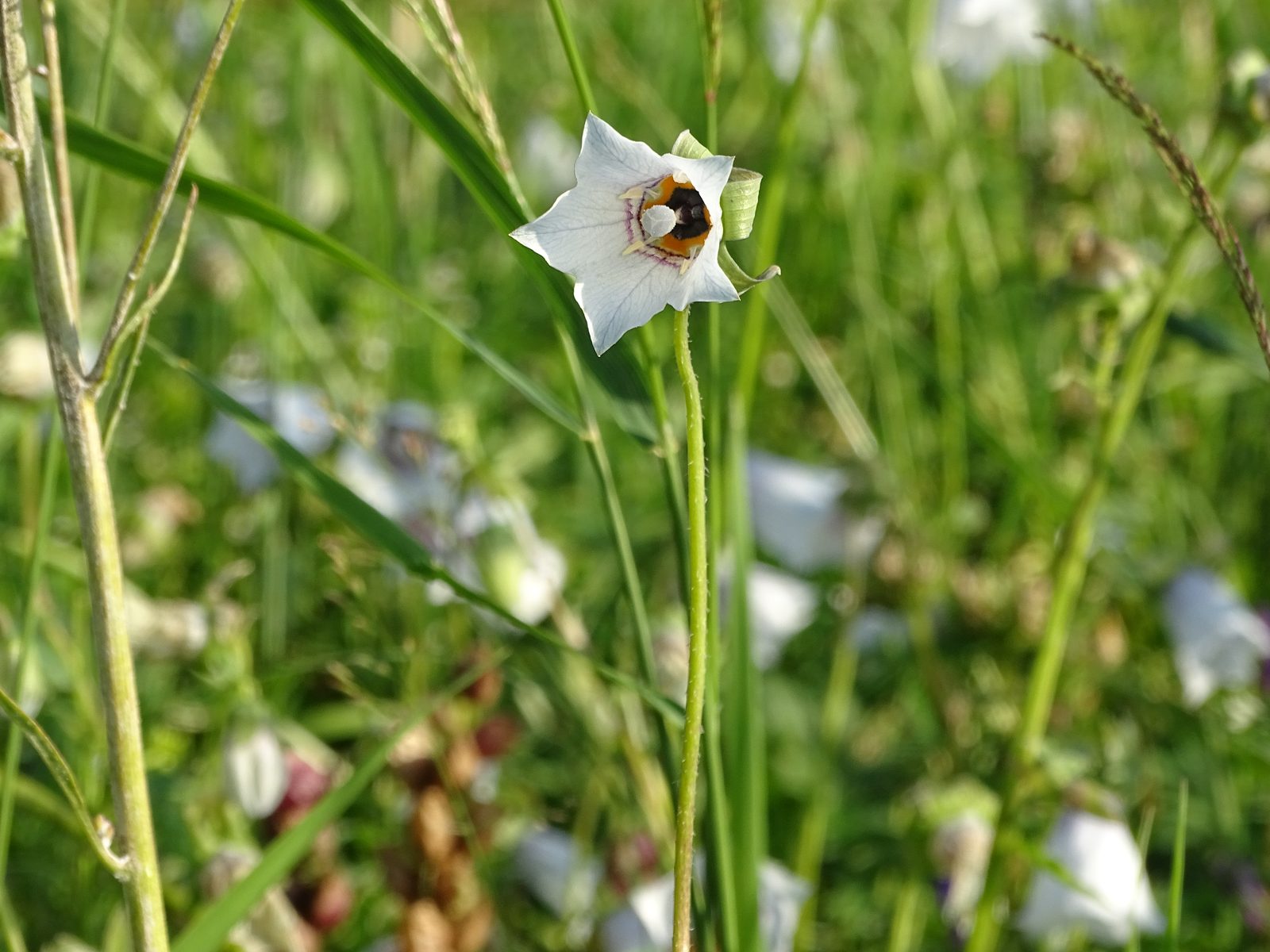 草原に咲く薬草花タンスン(党参)の花