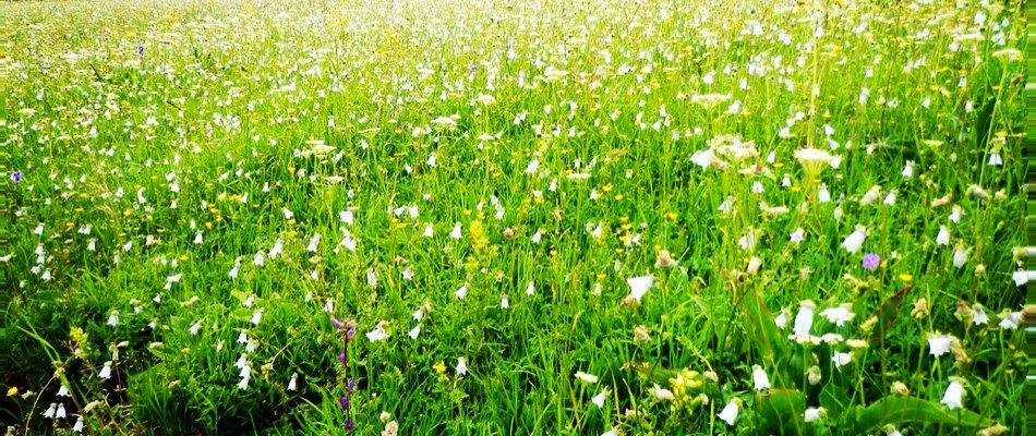 数量限定・年二週間だけの採蜜