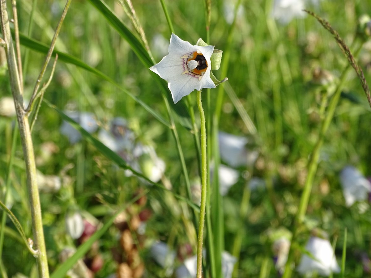 薬草花タンスン